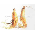 Bulk Supply Panax ginseng CAMeyer Ginsenosides 25% Polvo